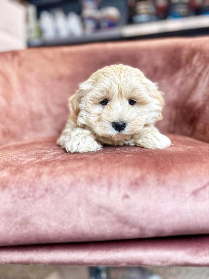 Bij ons geboren ,Havanezer pupjes, Dieren en Toebehoren, Honden | Chihuahua's en Gezelschapshonden, Meerdere dieren, Overige rassen