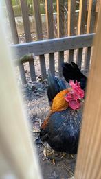 Seramahaantje, Dieren en Toebehoren, Mannelijk, Kip