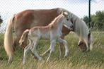 Haflinger, Dieren en Toebehoren, Paarden, Minder dan 160 cm, Gechipt, 0 tot 2 jaar, Hengst
