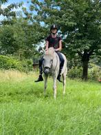 Paard gezocht, Dieren en Toebehoren, Paarden, Recreatiepaard