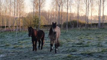 Verzorgpaarden aangeboden beschikbaar voor biedingen