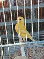 Kanarie, Dieren en Toebehoren
