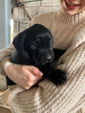 Labradorpups pups  beschikbaar voor biedingen