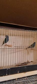 Kweekkoppel forbes papegaai amandine, Dieren en Toebehoren, Vogels | Overige Vogels, Meerdere dieren, Tropenvogel, Geringd