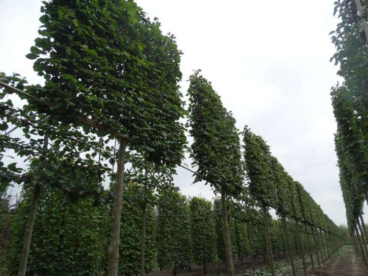 Tilia cordata/lindeboom, Tuin en Terras, Planten | Bomen, Ophalen