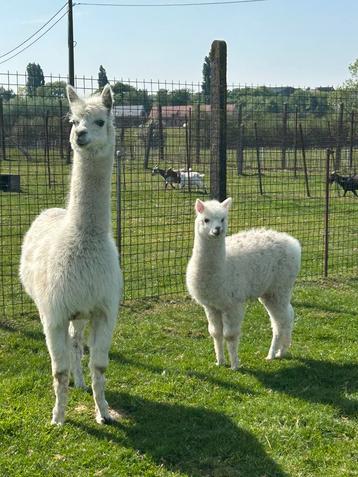 Drachtige alpaca merrie met veulen  beschikbaar voor biedingen