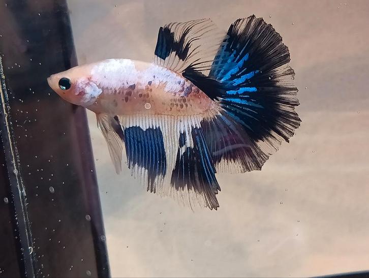 Showkwaliteit betta man halfmoon, Dieren en Toebehoren, Vissen | Aquariumvissen, Vis