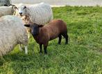 Ooilammeren swifter x baggerbont., Animaux & Accessoires, Moutons, Chèvres & Cochons, Mouton, Femelle, 0 à 2 ans