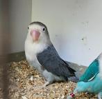 Agapornis fischeri slaty blauw pop, Dieren en Toebehoren, Vrouwelijk, Dwergpapegaai of Agapornis, Geringd