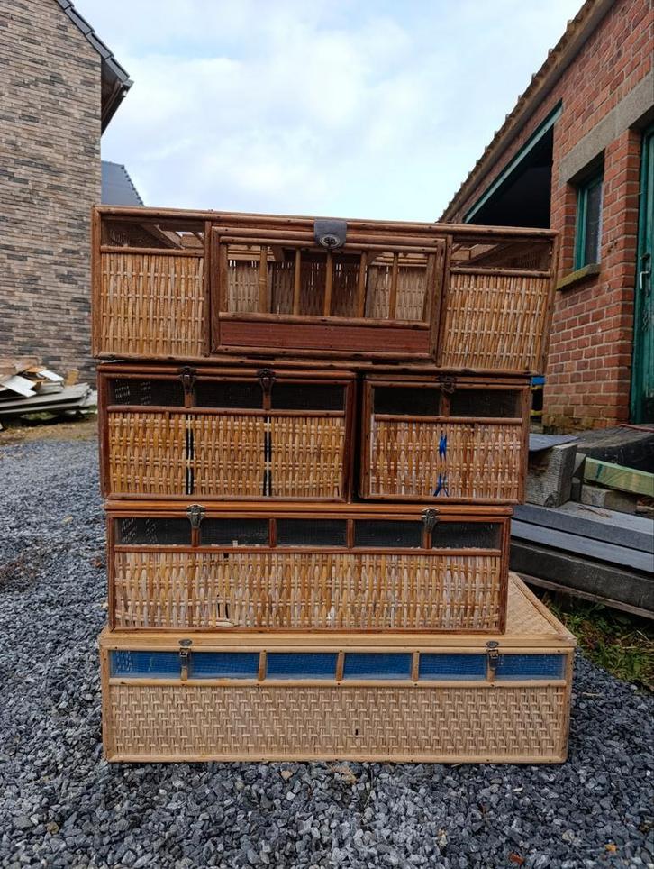 Duivenmand, Animaux & Accessoires, Oiseaux | Pigeons