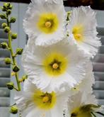 Zaden van witte stokroos Alcea  oogst 2025, Ophalen of Verzenden, Gehele jaar, Zaad