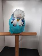 Jonge Engelse grasparkieten van 2025, Dieren en Toebehoren, Vogels | Parkieten en Papegaaien