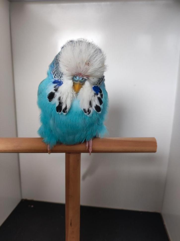 Jonge Engelse grasparkieten van 2025, Dieren en Toebehoren, Vogels | Parkieten en Papegaaien