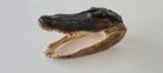 Alligator krokodil Taxidermie, Ophalen of Verzenden