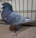 Voyageur belge de l'exposition, Animaux & Accessoires