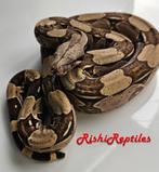 North brazilian true redtail boa constrictor constrictor