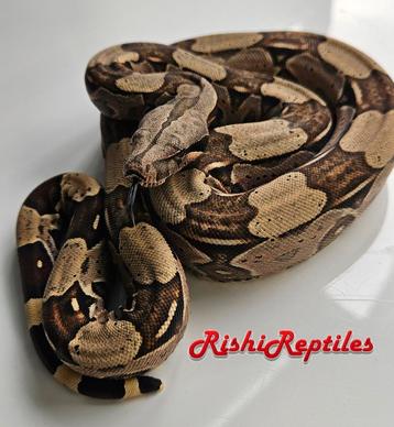 Boa constrictor constrictor True Redtail du Nord du Brésil
