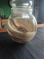 Balpyton op sterk water. Groot exemplaar, Verzamelen, Dierenverzamelingen, Ophalen, Nieuw, Reptiel of Amfibie, Opgezet dier