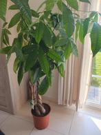 Kamerplant pachira aquatica, Huis en Inrichting, Kamerplanten, Ophalen