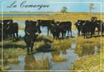 WILDE  STIEREN  CAMARGUE, Verzamelen, Postkaarten | Dieren, Verzenden, Ongelopen, Wild dier