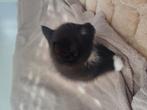 Kittens zwart met wit is een meisje, Poes, Met stamboom, 0 tot 2 jaar