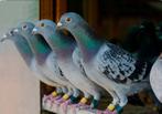 2 duiven voor de slacht, Animaux & Accessoires, Oiseaux | Pigeons, Pigeon voyageur, Mâle