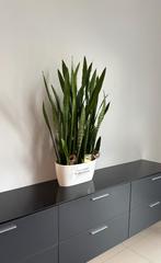 Prachtige Sanseveria, Autres espèces, Enlèvement, 100 à 150 cm, Plante verte
