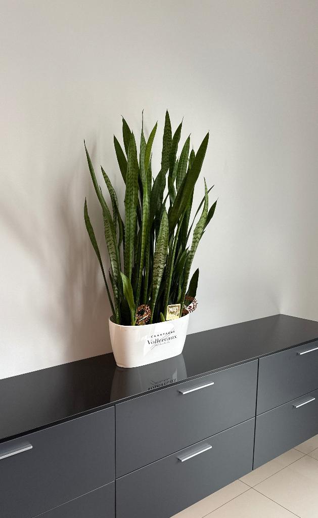 Prachtige Sanseveria, Maison & Meubles, Plantes d'intérieur, Autres espèces, 100 à 150 cm, Plante verte, Ombre partielle, Enlèvement