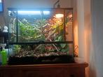 Terrarium 90 x 45 x 60 + cameleon