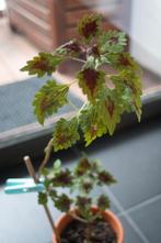 Coleus kamerplant, kleurrijk blad, nieuwe pot, Huis en Inrichting, Overige soorten, Minder dan 100 cm, Halfschaduw, In pot