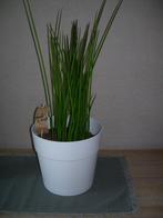 Sanseveria - luchtzuiverende plant, Ophalen, Overige soorten, Halfschaduw, In pot