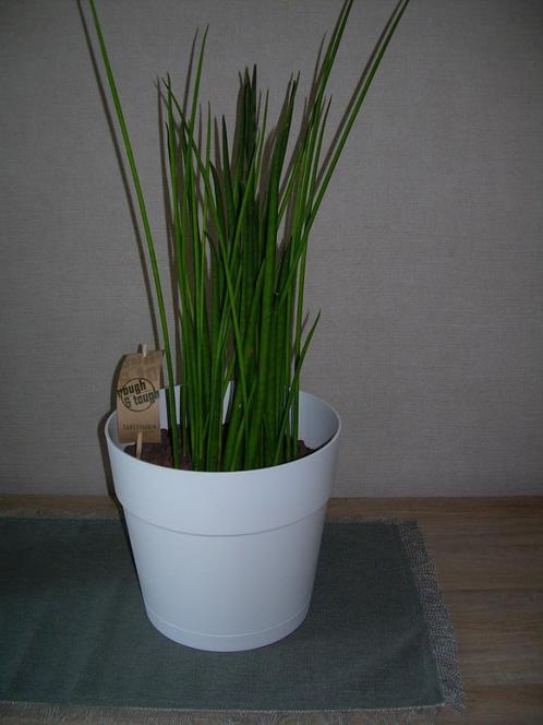 Sanseveria - luchtzuiverende plant, Huis en Inrichting, Kamerplanten, Overige soorten, Minder dan 100 cm, Groene kamerplant, Halfschaduw