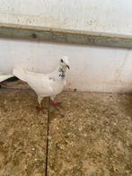 Duivin, Dieren en Toebehoren, Vrouwelijk, Postduif