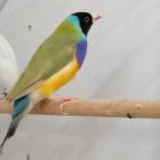 Cinnamon Goulds Diamond Man, Dieren en Toebehoren, Vogels | Overige Vogels, Mannelijk