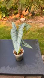 Alocasia Heterophylla “Dragon’s breath”, Huis en Inrichting, Kamerplanten, Ophalen