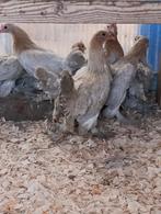 ukkelse baarkriel +andere sier/krielkippen 4+1 gratis, Dieren en Toebehoren, Pluimvee, Vrouwelijk, Kip