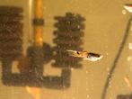 Endler guppys te koop, Dieren en Toebehoren, Vissen | Aquariumvissen, Vis, Zoetwatervis