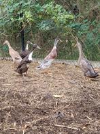 Loopeend, Dieren en Toebehoren, Pluimvee, Meerdere dieren, Eend