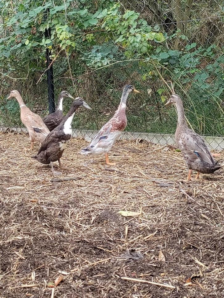 Loopeend, Dieren en Toebehoren, Pluimvee, Eend, Meerdere dieren