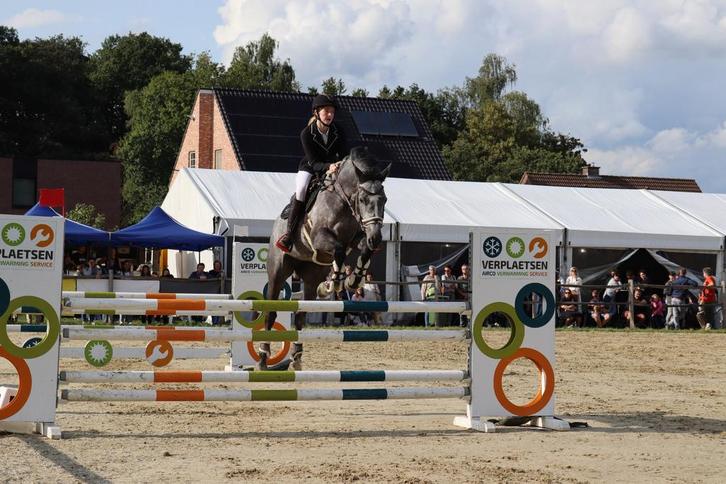 Merrie, Dieren en Toebehoren, Paarden, Merrie, Zadelmak, 170 tot 175 cm, 7 tot 10 jaar, Springpaard, Met stamboom, Gechipt, Ontwormd