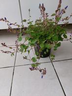 Fleurs vivace, Ophalen