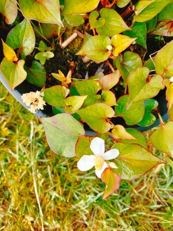 Houttuynia Cordata, grote potten! beschikbaar voor biedingen
