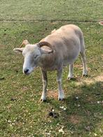 Zware Wiltshire ooien.Vijf stuks., Dieren en Toebehoren, Schapen, Geiten en Varkens, Vrouwelijk, Schaap, 3 tot 5 jaar