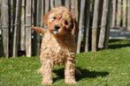 Prachtige Cavapoo pups, Dieren en Toebehoren, België, Overige rassen, CDV (hondenziekte), 8 tot 15 weken