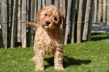 Prachtige Cavapoo pups beschikbaar voor biedingen
