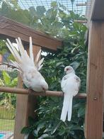 Doffer bonte diamantduif, Dieren en Toebehoren, Vogels | Overige Vogels