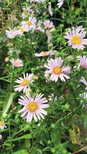 Roze herfstaster, 6 potjes voor 5 euro , herfstbloeier beschikbaar voor biedingen