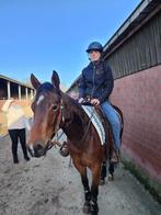 Quarter horse, Vermifugé, Moins de 160 cm, 3 à 6 ans, Cheval western