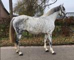 Drachtige kweekmerrie holsteiner goede stam, Dieren en Toebehoren, Paarden