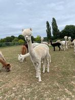 Lieve alpaca merrie – uitstekende moeder, prachtige wol, Vrouwelijk